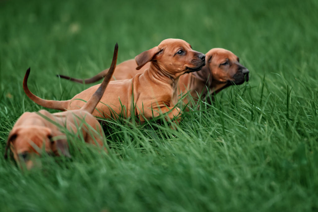 chiots Rhodesian Ridgeback