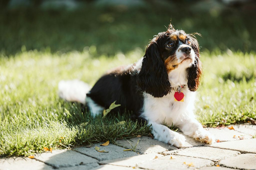 Cavalier King Charles