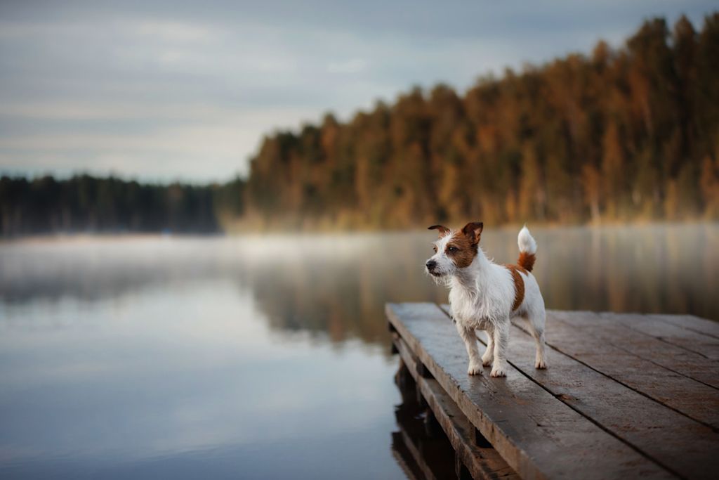 Jack Russel Chien de Ferme Dano-Suédois