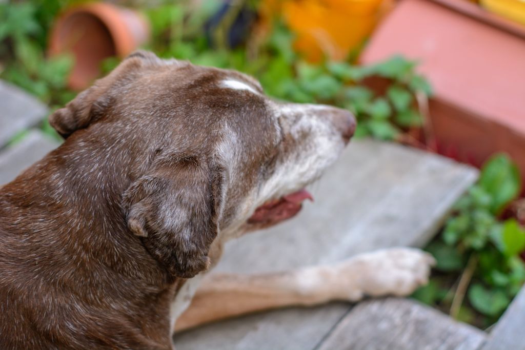 vieux berger allonge