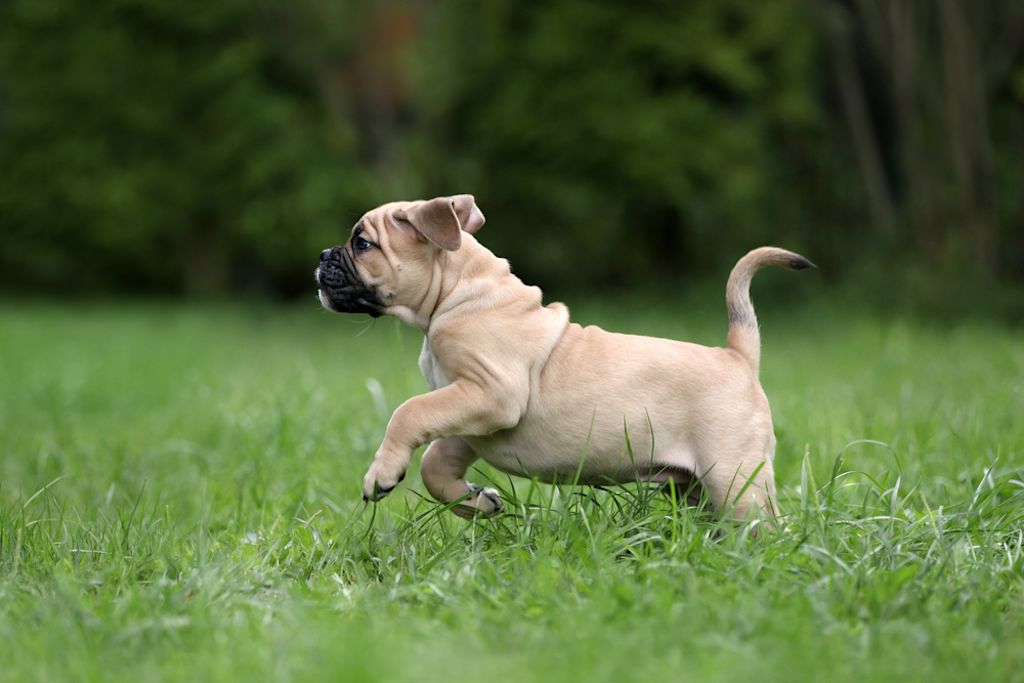 Continentale Bulldog puppy rent door gras