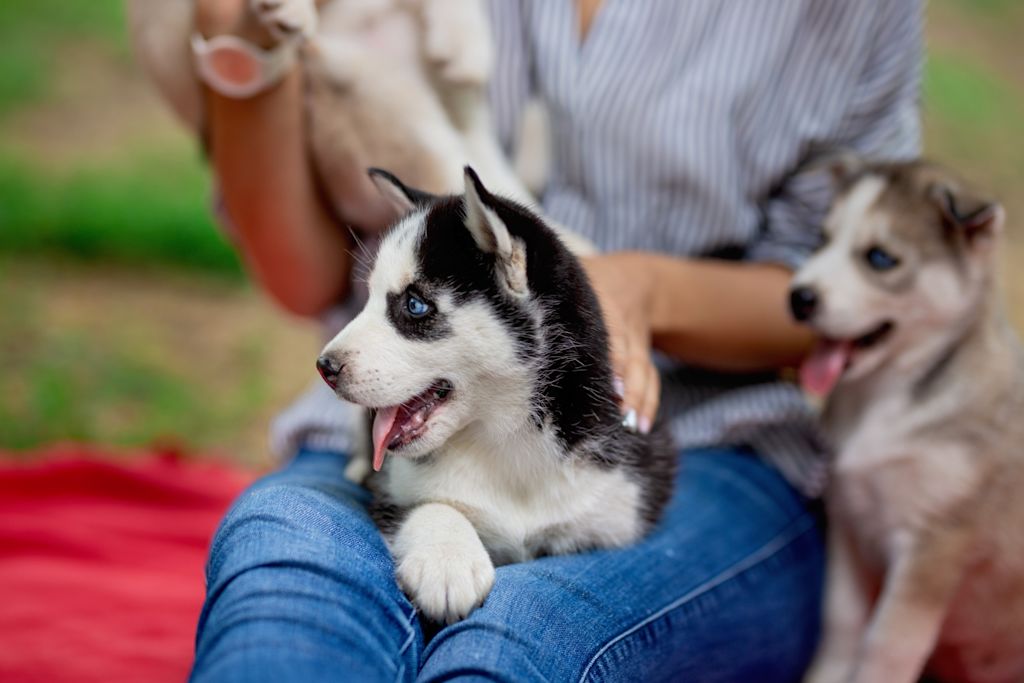 ou adopter un animal