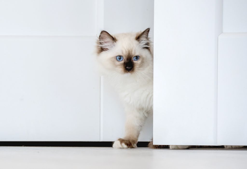 chaton ragdoll yeux bleus