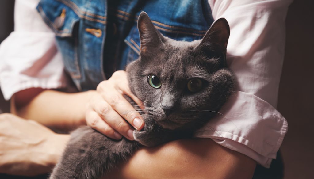 Gato azul ruso de ojos verdes