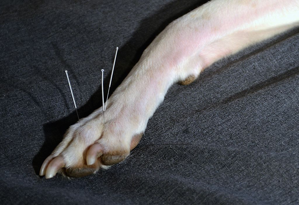 Acupuncture chien