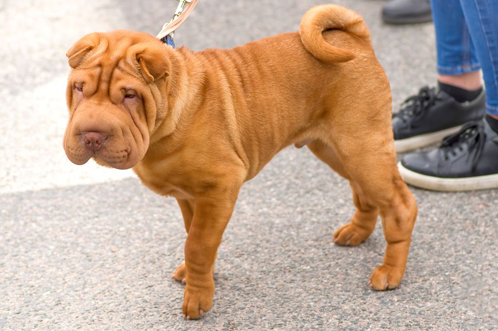 sharpei marron