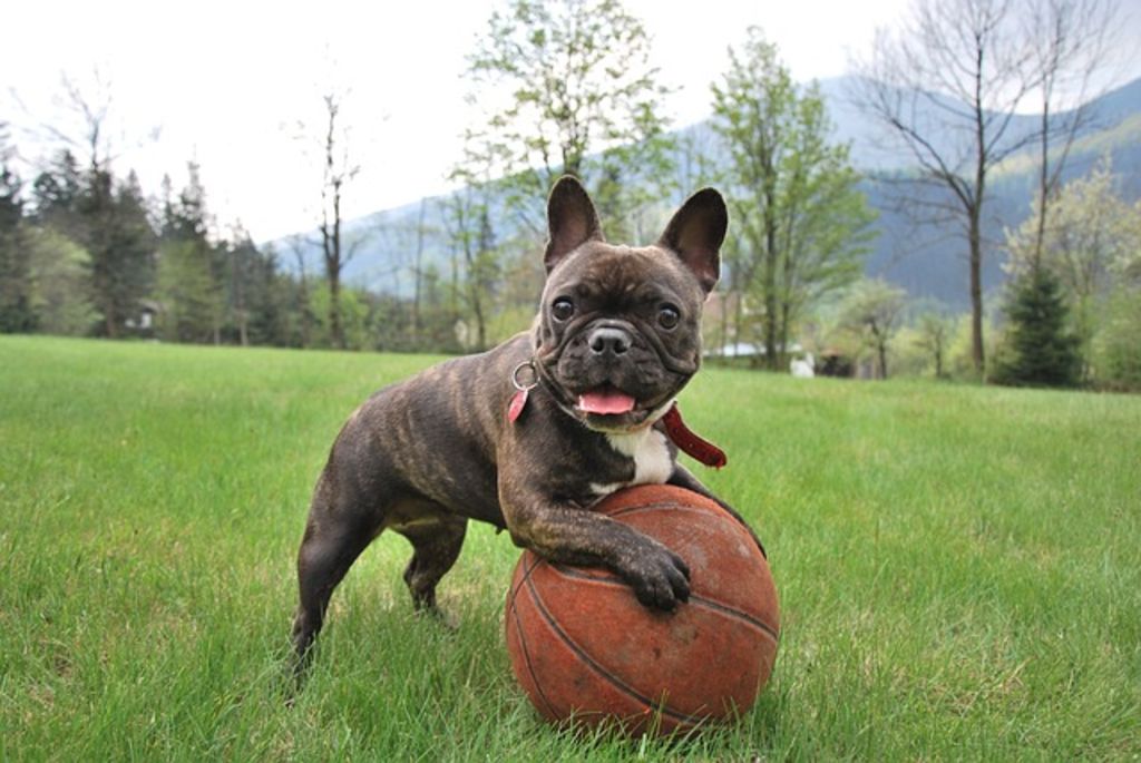 bouledogue francais marron