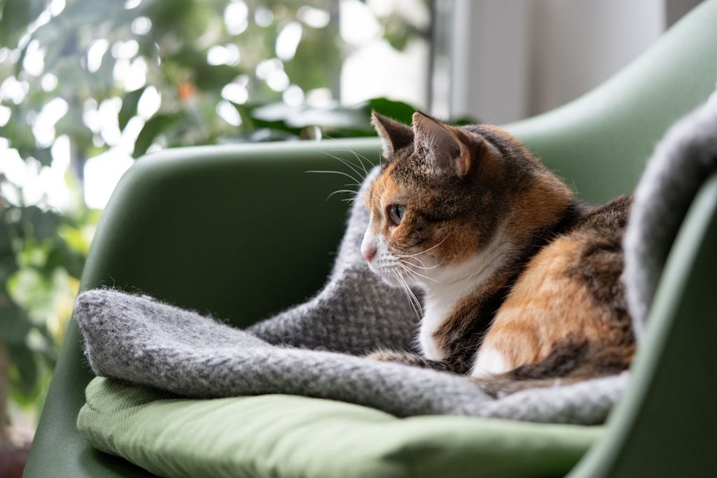 gato descansando en el sofá