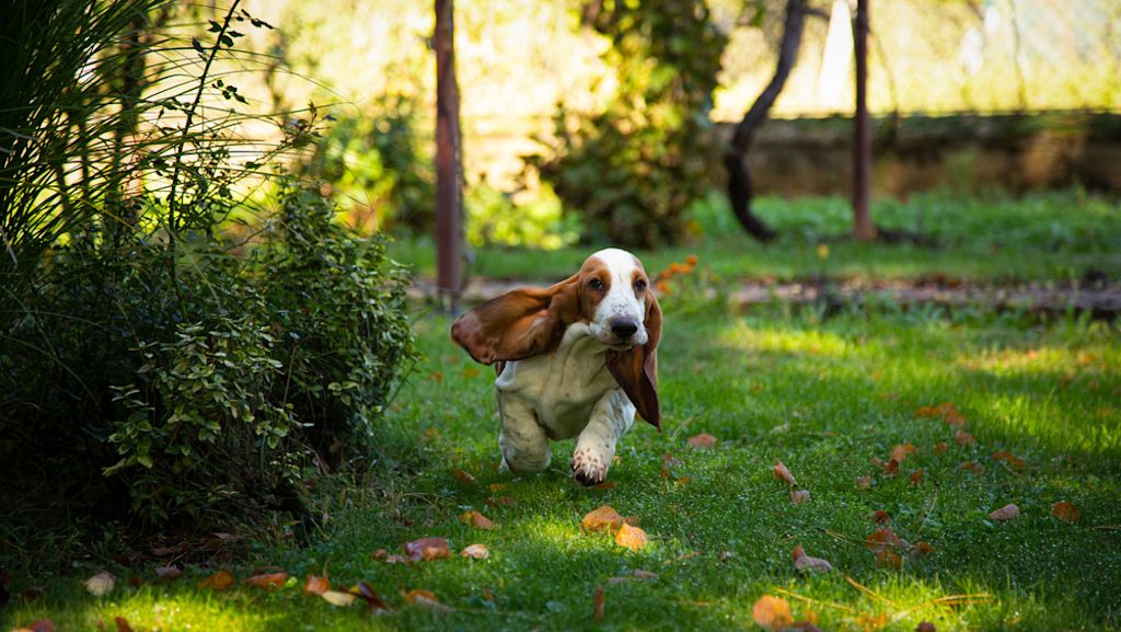 Basset hound Photo 3