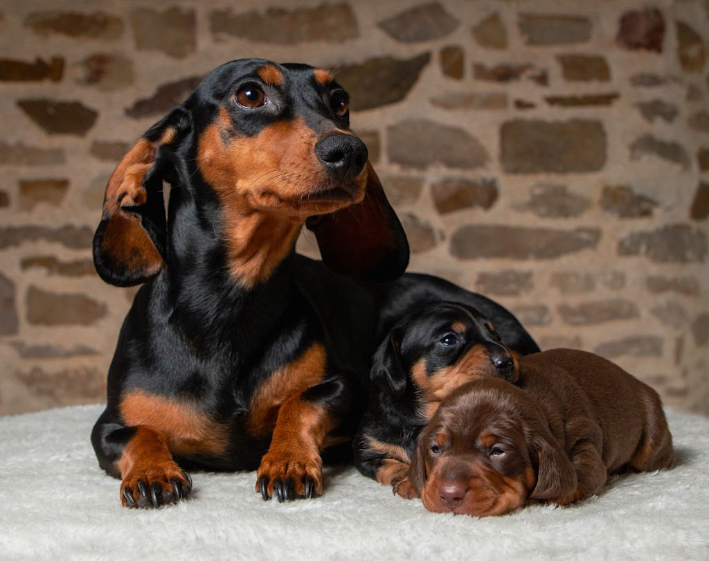 teckel et ses chiots