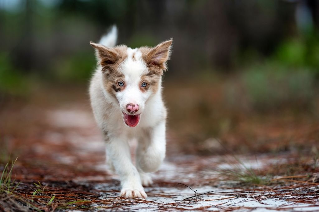 Border Collie rust ontspannen op beige bank