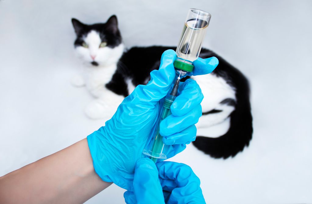 Castration chimique chat