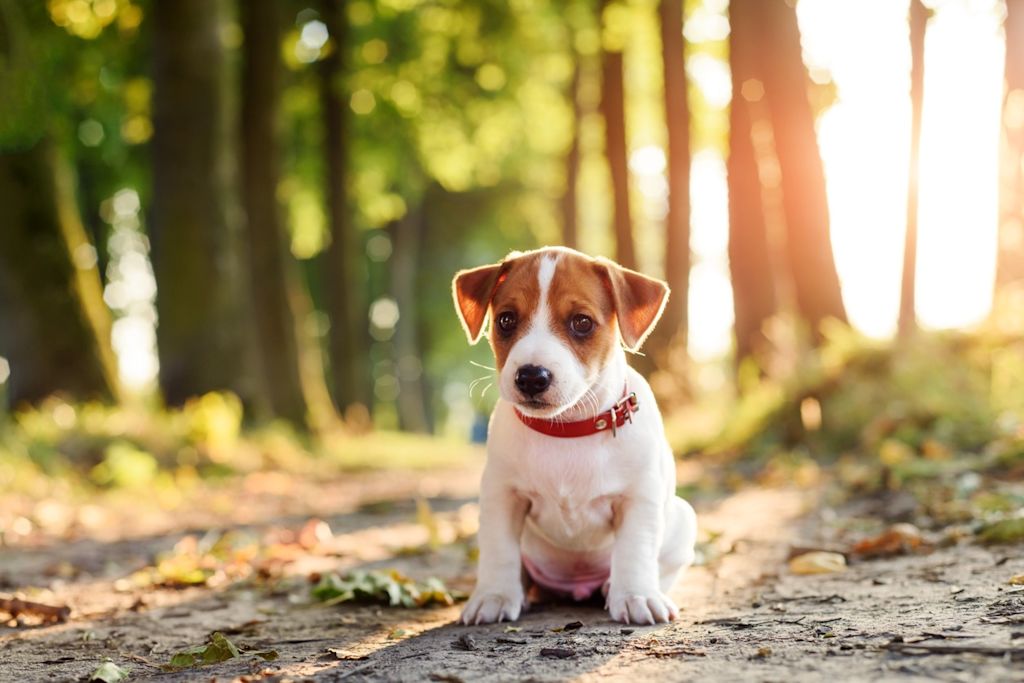 SV - chiot jack russel
