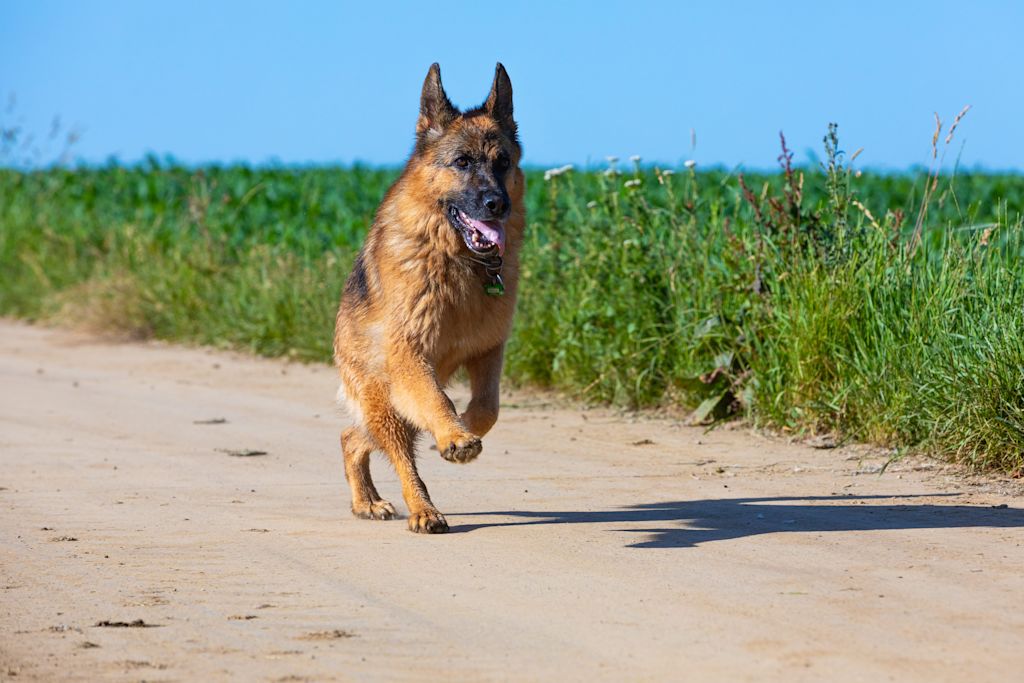 labrador berger allemand