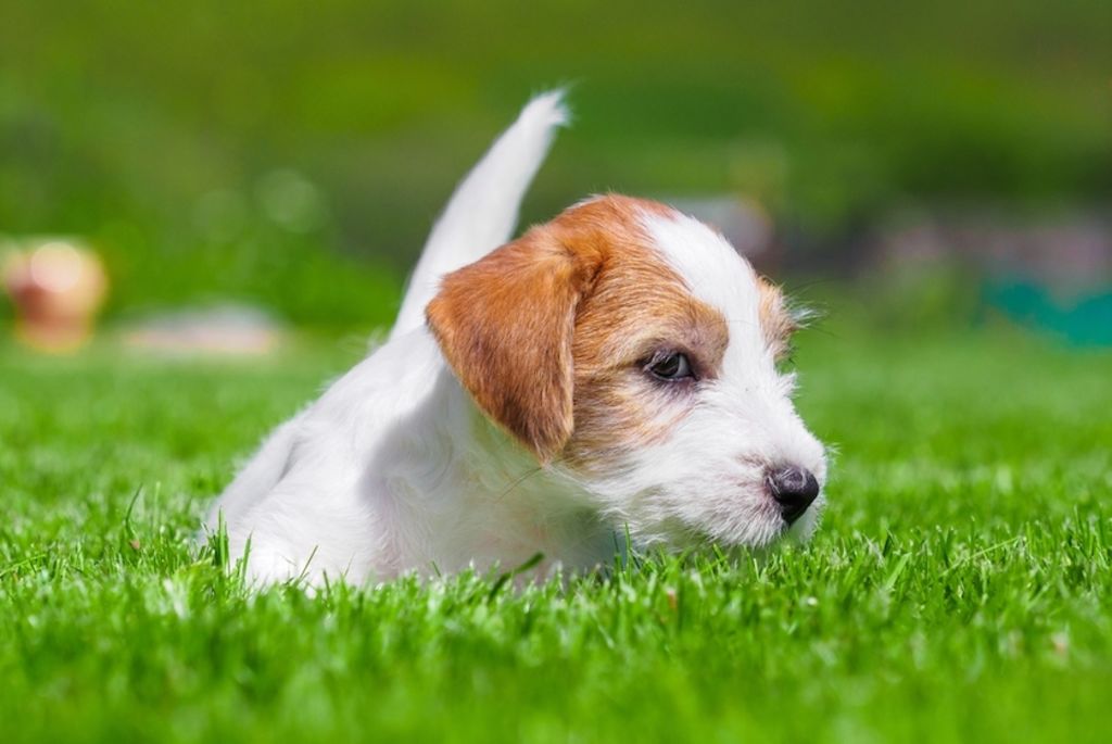 2 - SANTEVET ES CREA - tos ok