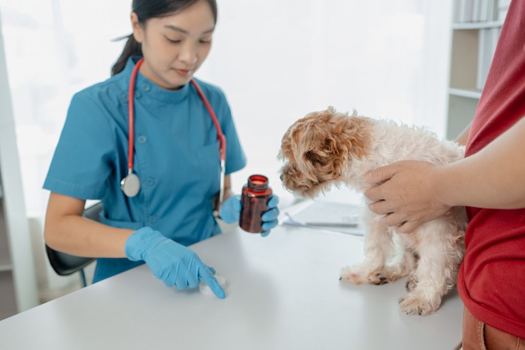 Anti-inflammatoire chien