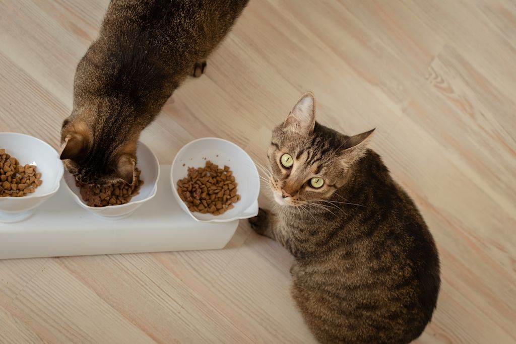 gamelles croquettes chats