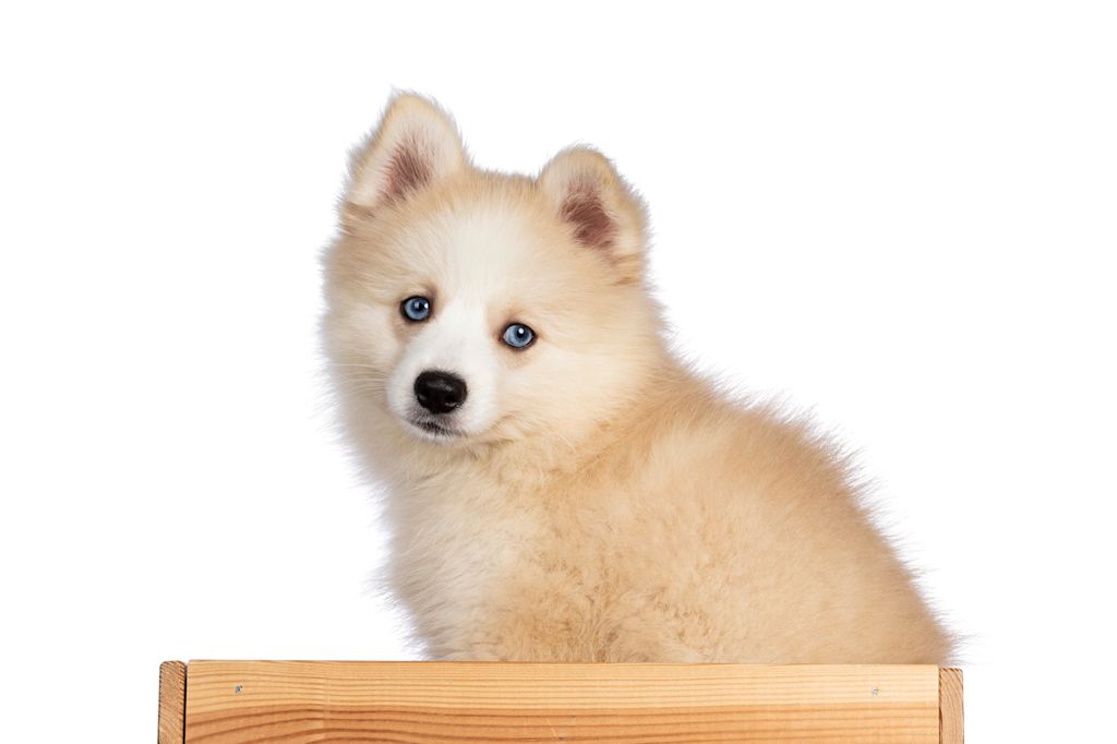 Pomsky chiot