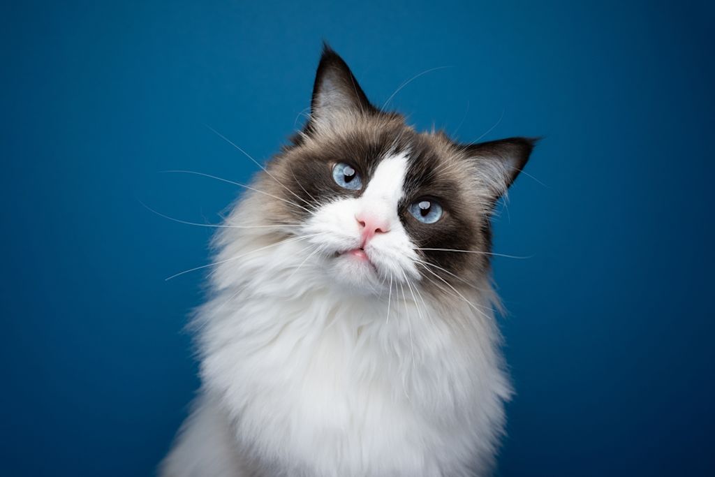 Sguardo incuriosito di un gatto Ragdoll