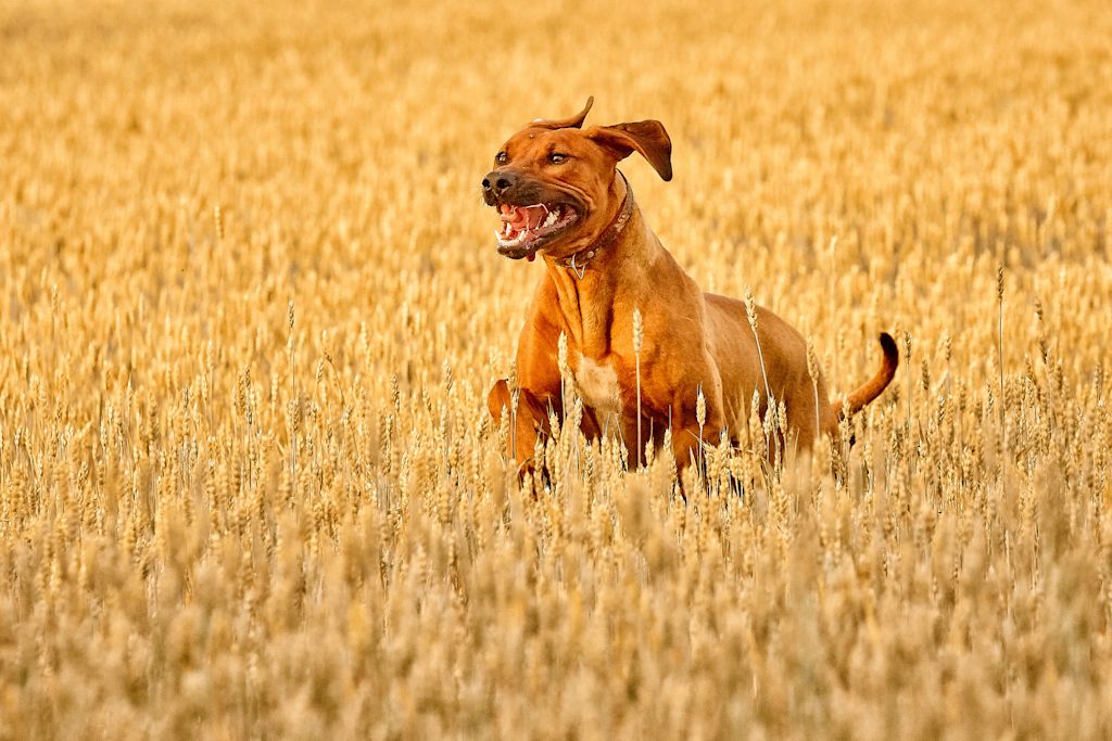 epillet rhodesian ridgeback