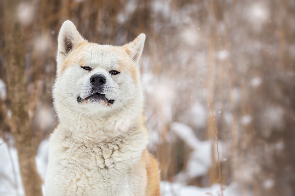 Akita adulte