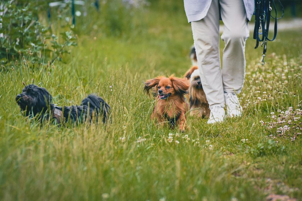 Jeunes chiens en balade sans laisse aux pieds de leur maître.