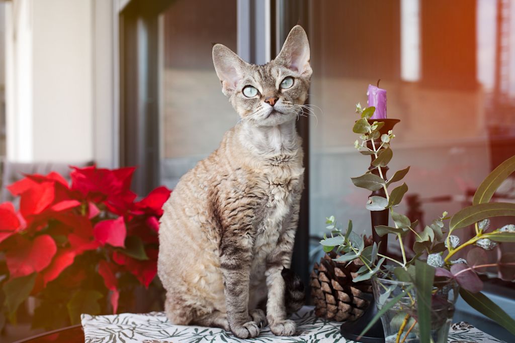 chat devon rex