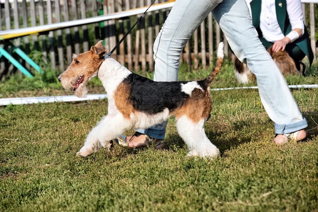 Airedale Terrier tricolore