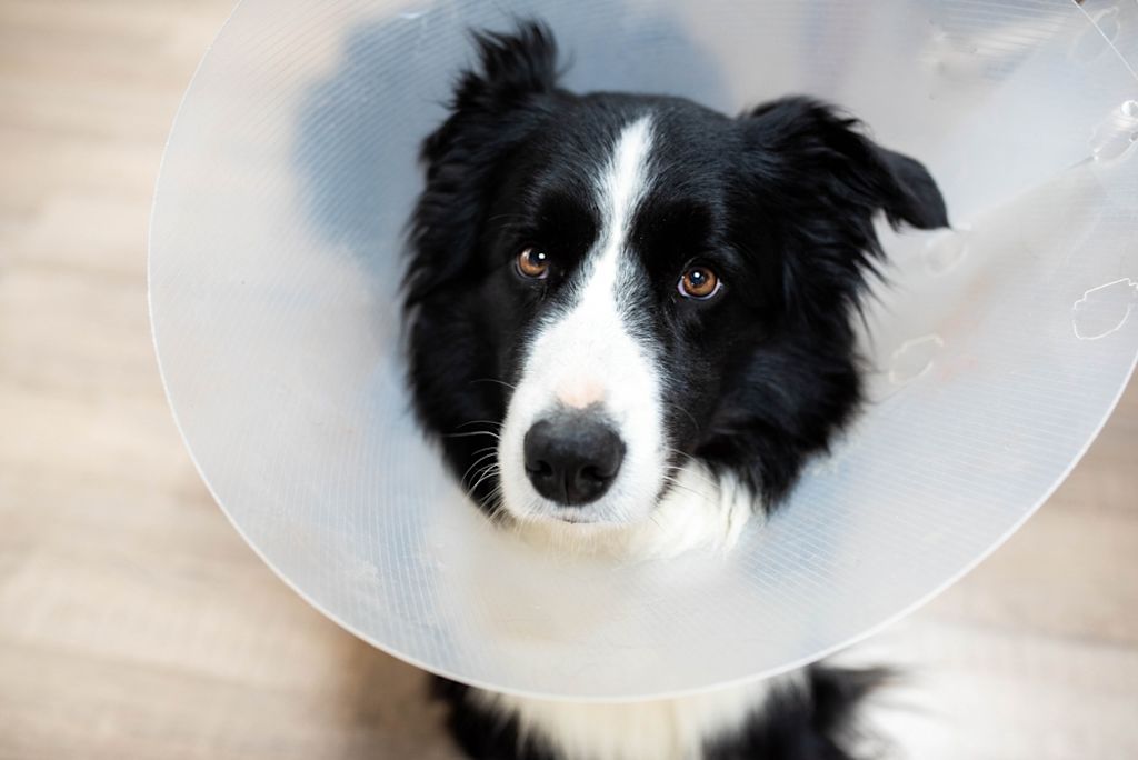 Een hond, een bordercollie, draagt een kraag, zodat hij niet aan zijn wonde kan likken©Shutterstock