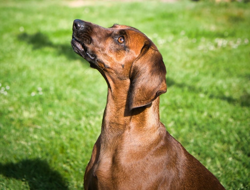 Bayerischer Gebirgsschweißhunde sind sehr ausdauernd