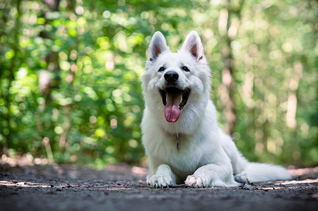 chiot berger blanc suisse foret