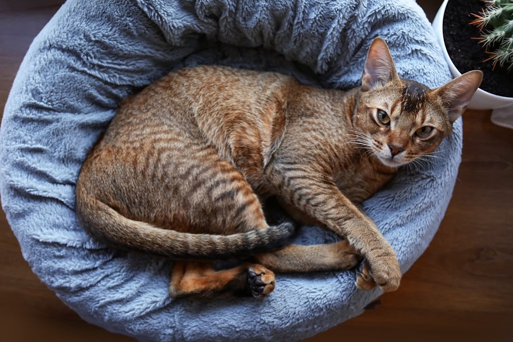 Gatto Abissino