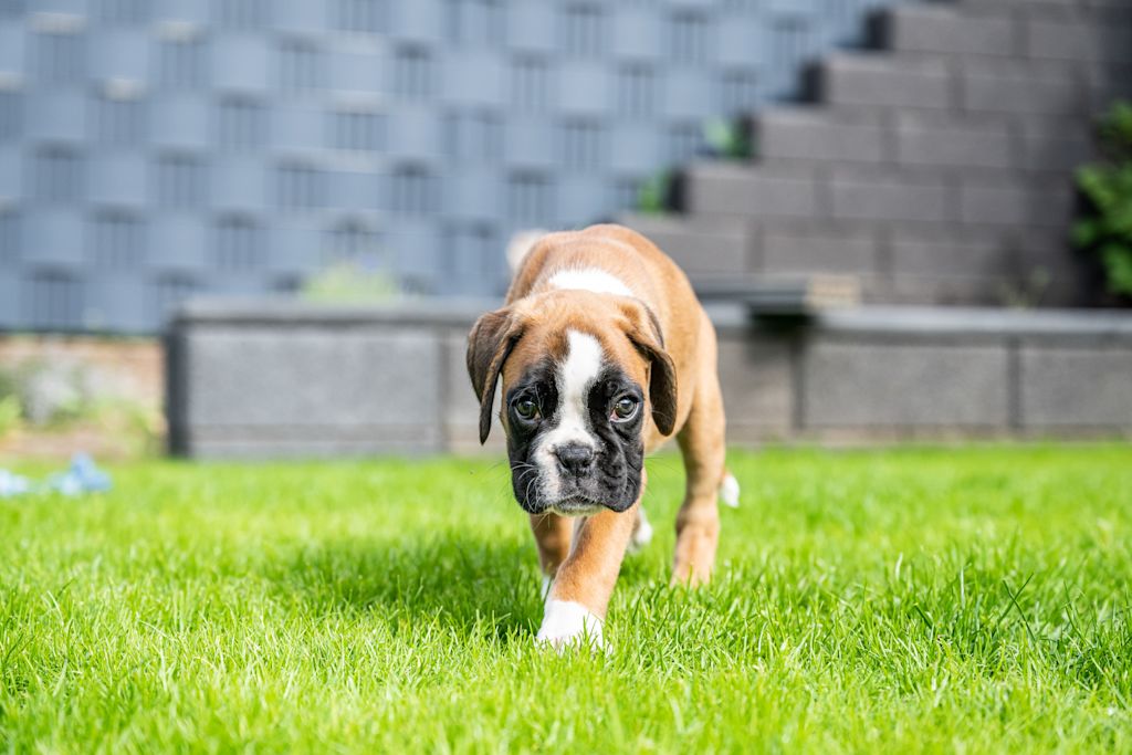 chiot boxer