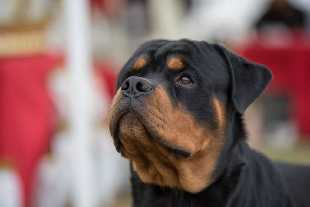 chien rottweiler
