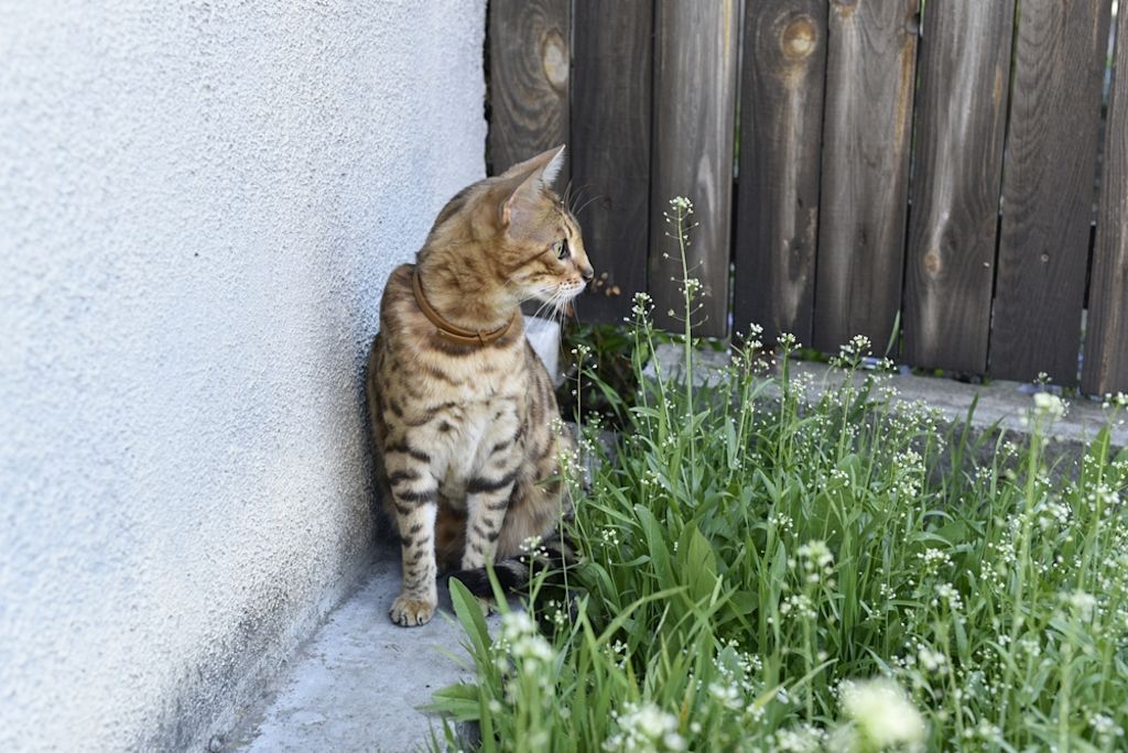 Kitten loopt door de tuin