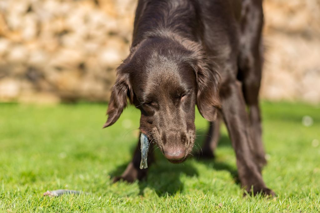 Chien qui mange un poisson