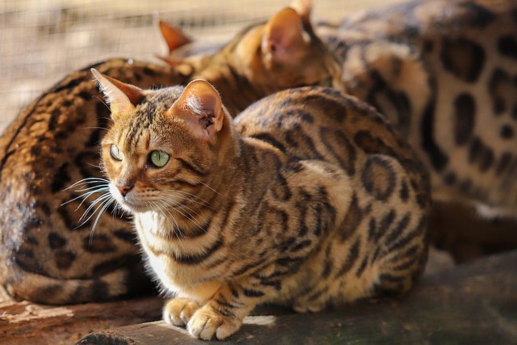 Bengal
