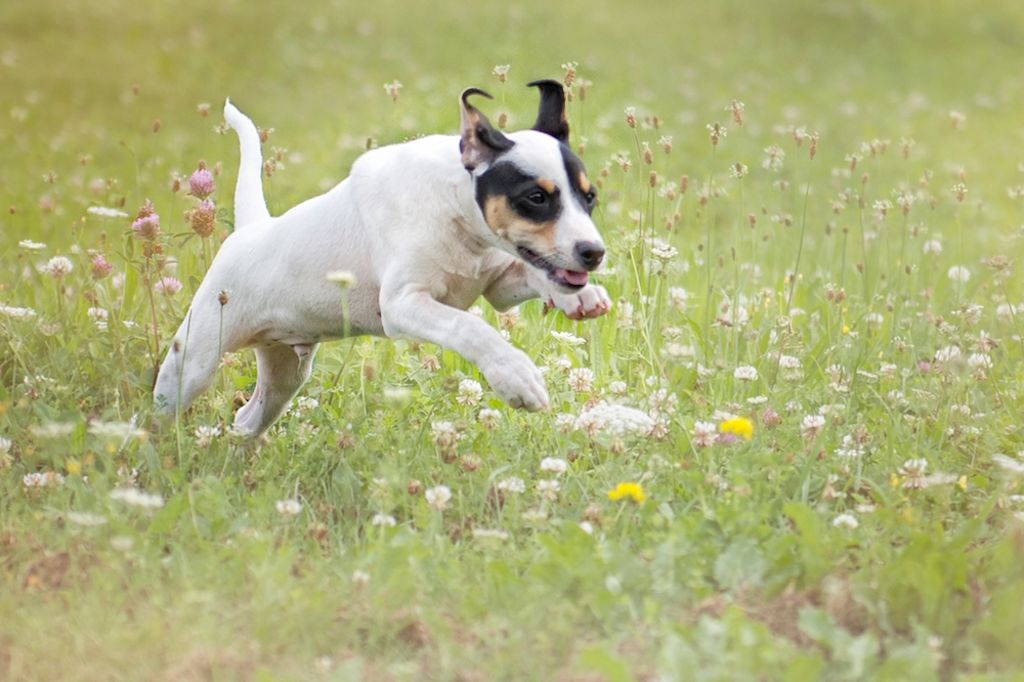 Jack Russell Terrier rent door bloemenweide