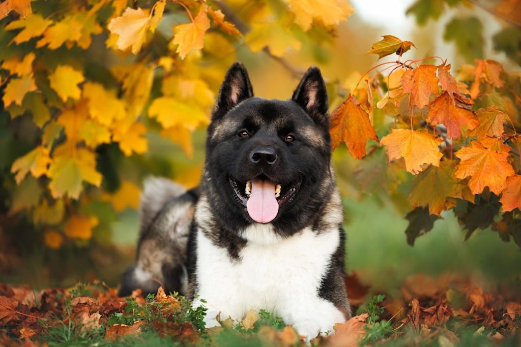 Amerikaanse Akita liggend onder herfstbladeren