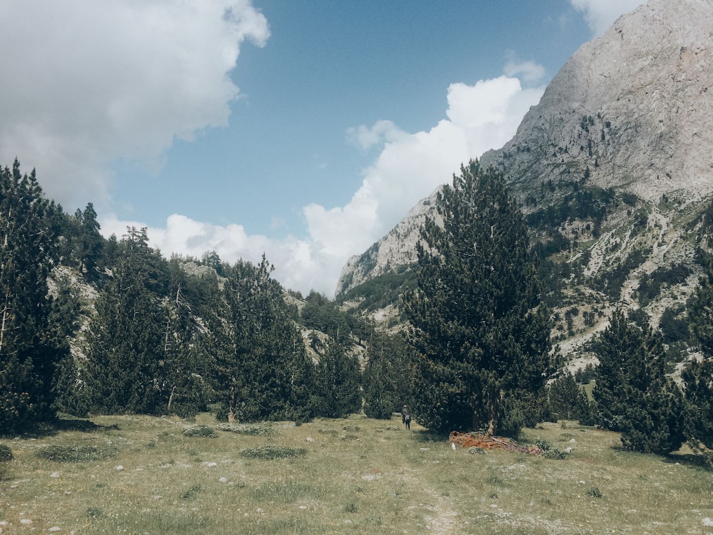 Hikers dwarfed by the enormous trees