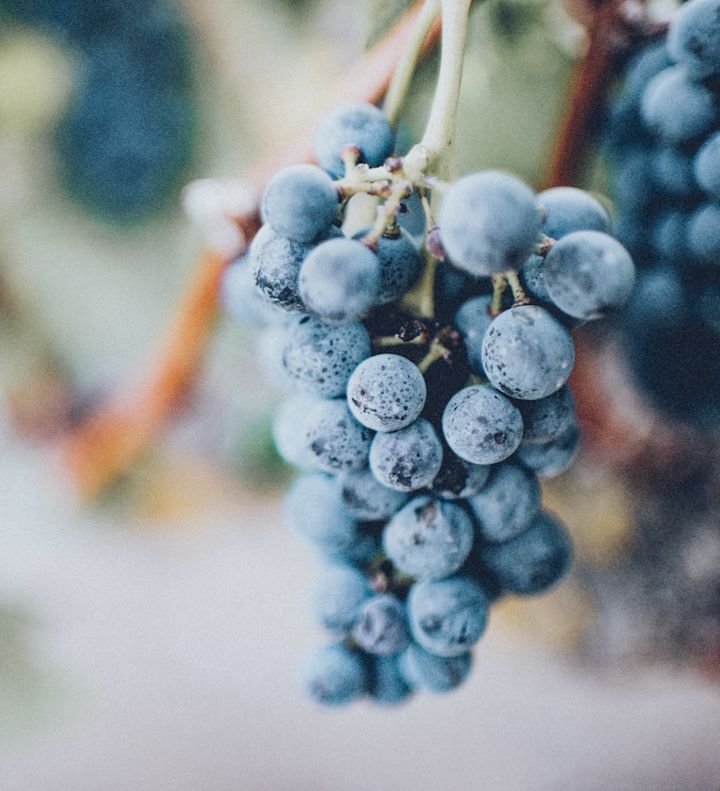 grapes copy