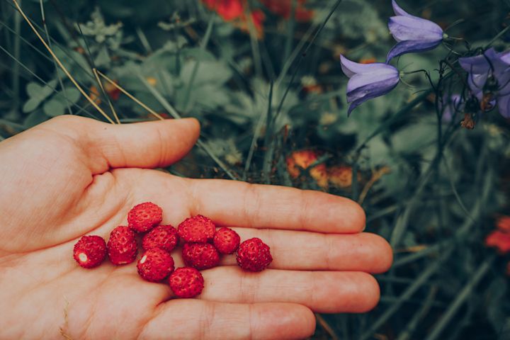 Wild berries