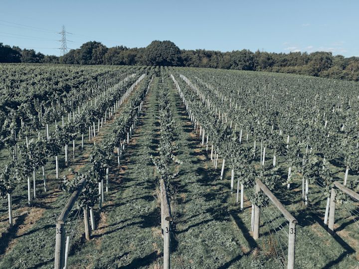 bolney winery