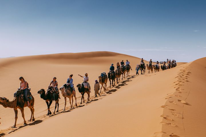Camel convoy rolling into camp