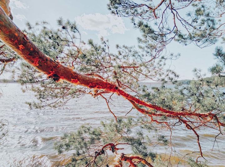 Nature views