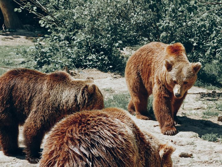 Bears