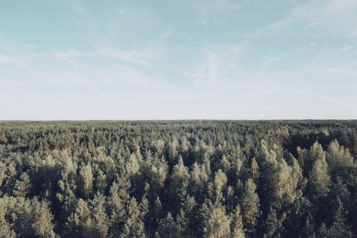 Forest view from the observation tower