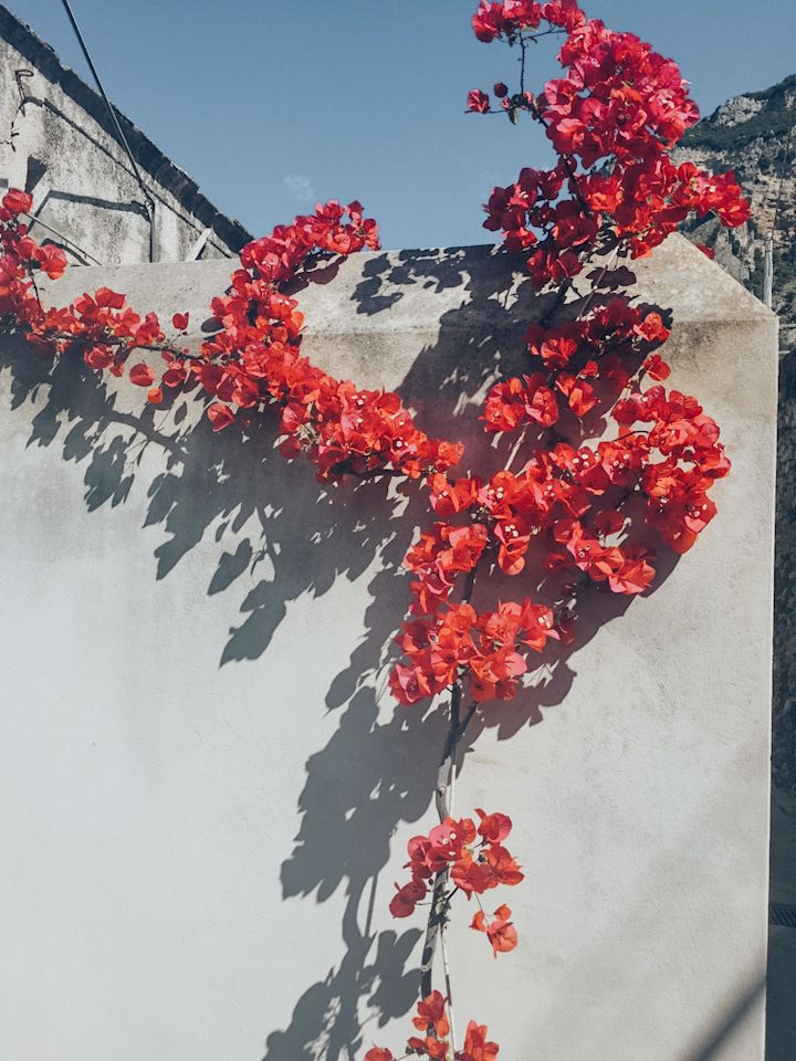 Floral colours