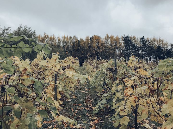 english vineyard