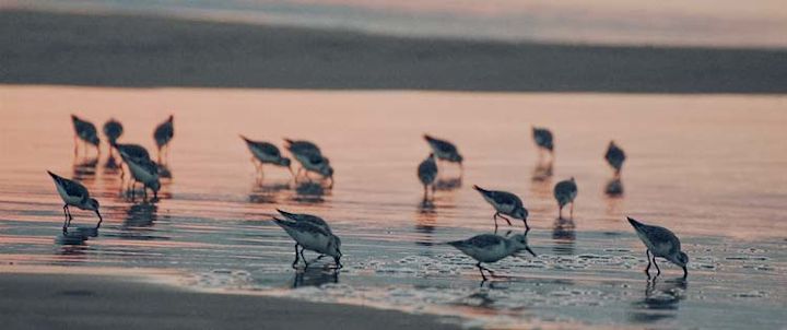 Wildlife
